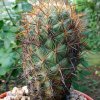 04 _Coryphantha _wohlschlageri_ 01